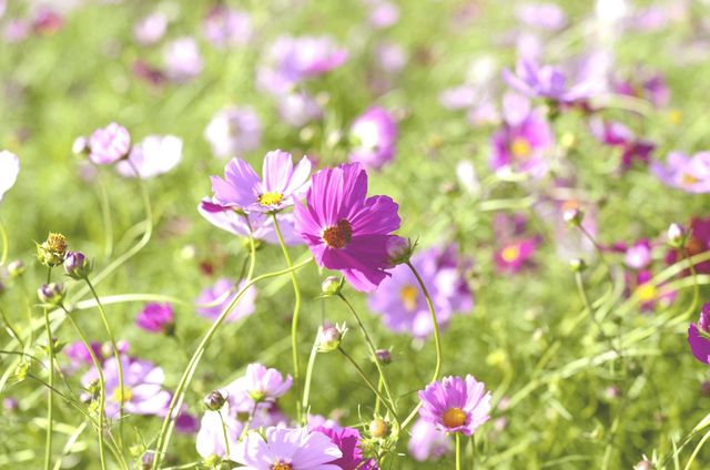close up view of purple flowers in a field. Spring season and nature concept