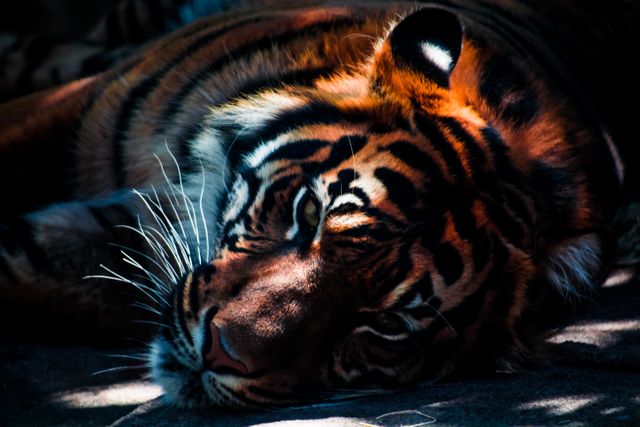 Tiger big cat animal wild animal - Download Free Stock Photos Pikwizard.com