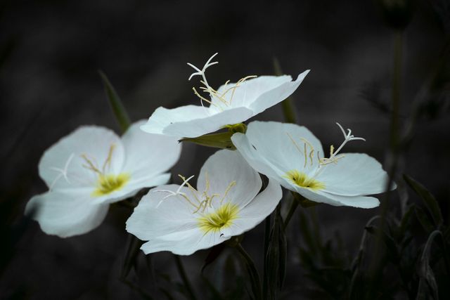 Flower Lily Petal - Download Free Stock Photos Pikwizard.com