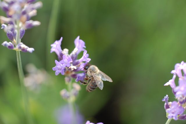 Animal bee close up flower - Download Free Stock Photos Pikwizard.com