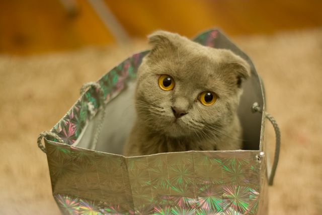 Grey Kitten on Silver Paper Bag - Download Free Stock Photos Pikwizard.com