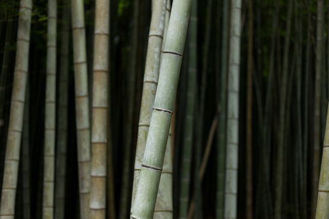 Bamboo - Download Free Stock Photos Pikwizard.com