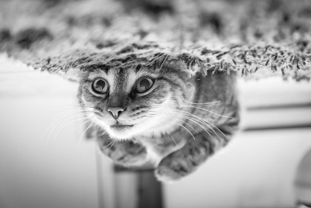 a cat looking up from under a rug - Download Free Stock Photos Pikwizard.com