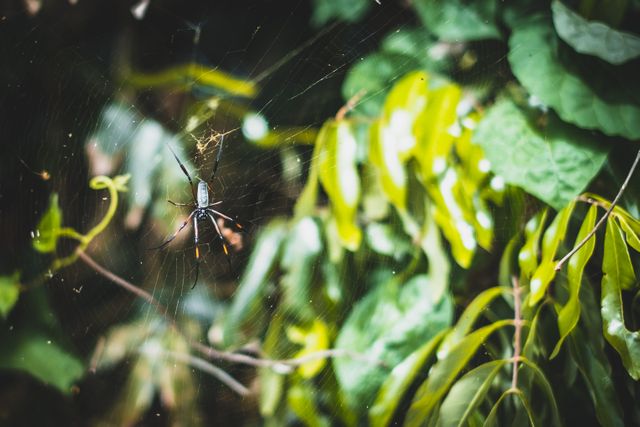 Close up view of spider on a spider web in the forest. Insect and nature concept