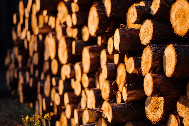 Wood logs lumber- Download Free Stock Photos Pikwizard.com