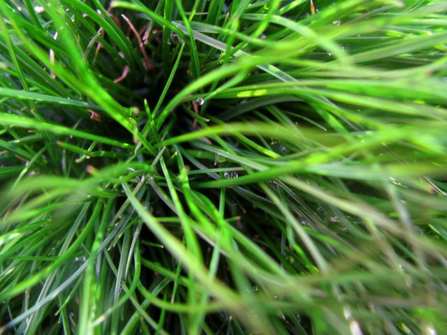Green grass- Download Free Stock Photos Pikwizard.com