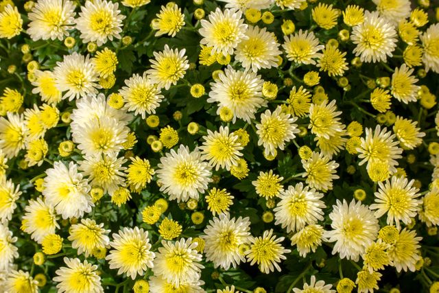 a bunch of yellow and white flowers - Download Free Stock Photos Pikwizard.com