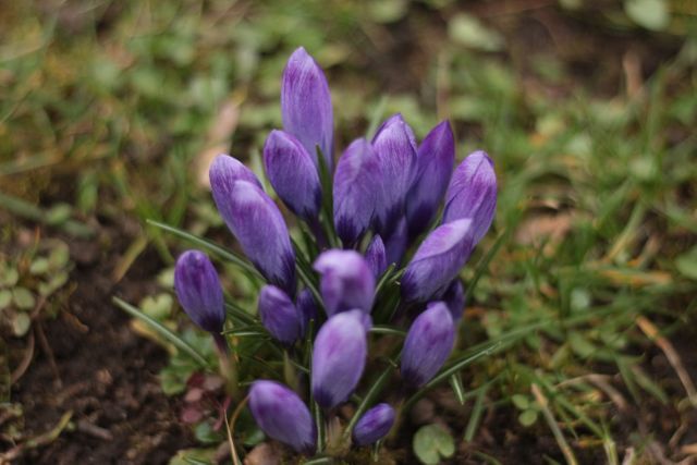 Close-up of Purple Crocus Flowers - Download Free Stock Photos Pikwizard.com