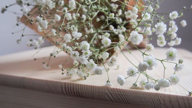 a bunch of baby's breath flowers - Download Free Stock Photos Pikwizard.com