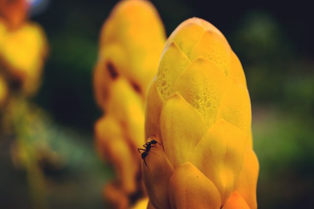 Yellow Tulip Flower - Download Free Stock Photos Pikwizard.com