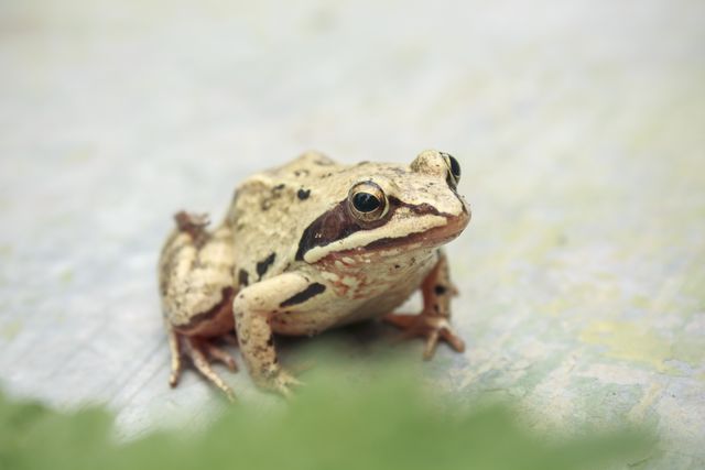 Amphibian Frog Tailed frog - Download Free Stock Photos Pikwizard.com