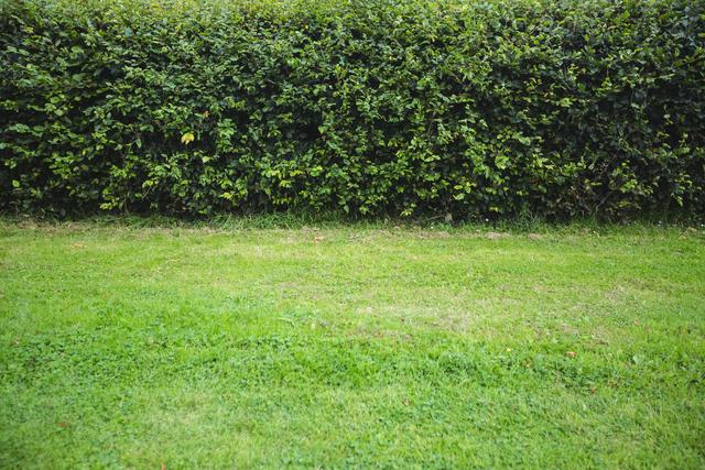 Hedge in green garden - Download Free Stock Photos Pikwizard.com