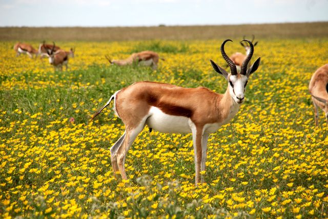 Animals antelopes bloom blossom - Download Free Stock Photos Pikwizard.com