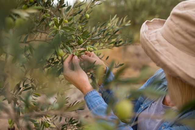 Woman harvesting olives from tree in farm