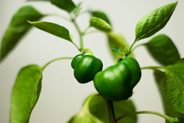 Plant green paprika pepper - Download Free Stock Photos Pikwizard.com