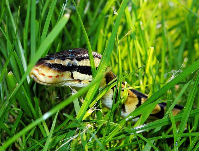 Black Yellow Snake on Green Grass - Download Free Stock Photos Pikwizard.com