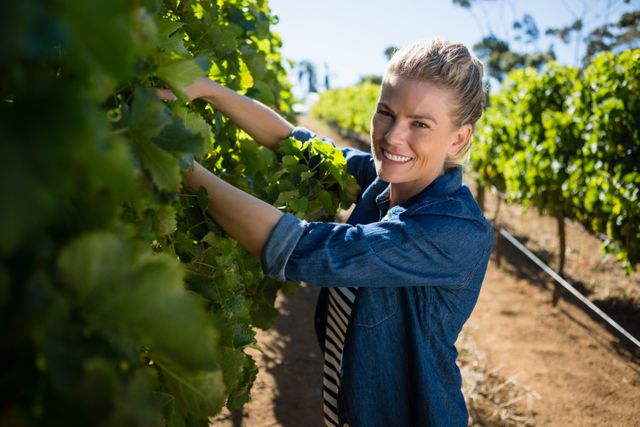 Female vintner examining grapes in vineyard - Download Free Stock Photos Pikwizard.com