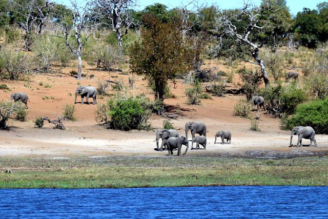 Africa botswana chobe elephants - Download Free Stock Photos Pikwizard.com