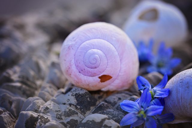 White Snail Shell on Rocks - Download Free Stock Photos Pikwizard.com