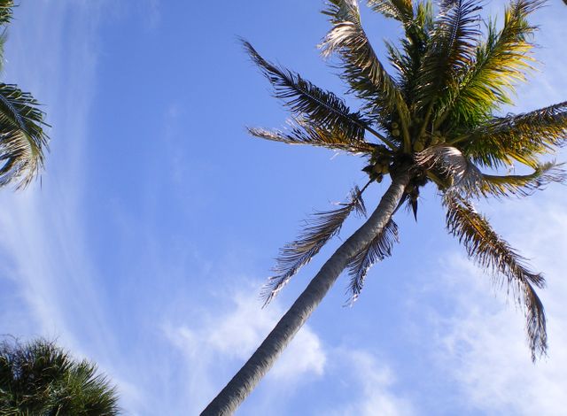 Palm Coconut Tree - Download Free Stock Photos Pikwizard.com