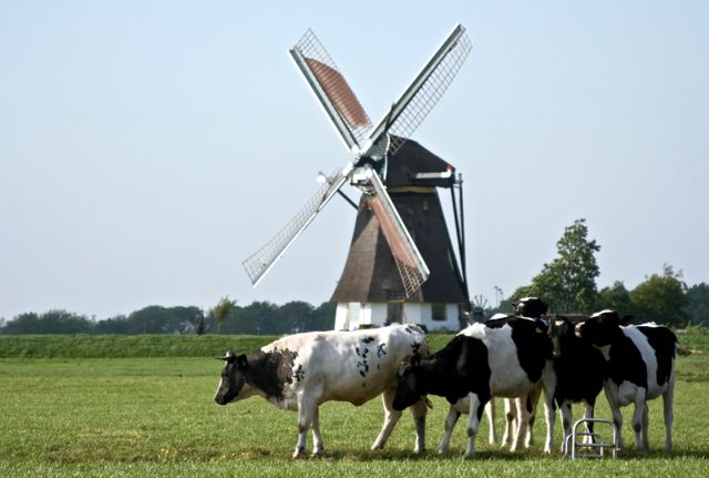 Cattles in grass fields against wind mill in background. farming and livestock concept