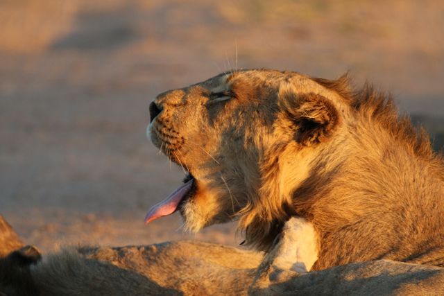 a lion yawning - Download Free Stock Photos Pikwizard.com