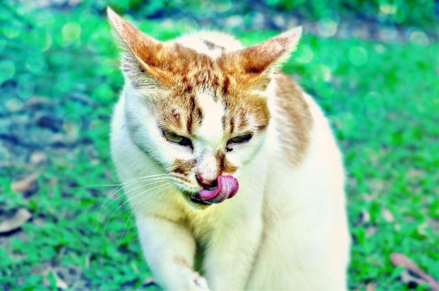 Cat tongue licking  - Download Free Stock Photos Pikwizard.com