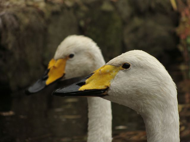 2 White Yellow and Black Ducks - Download Free Stock Photos Pikwizard.com