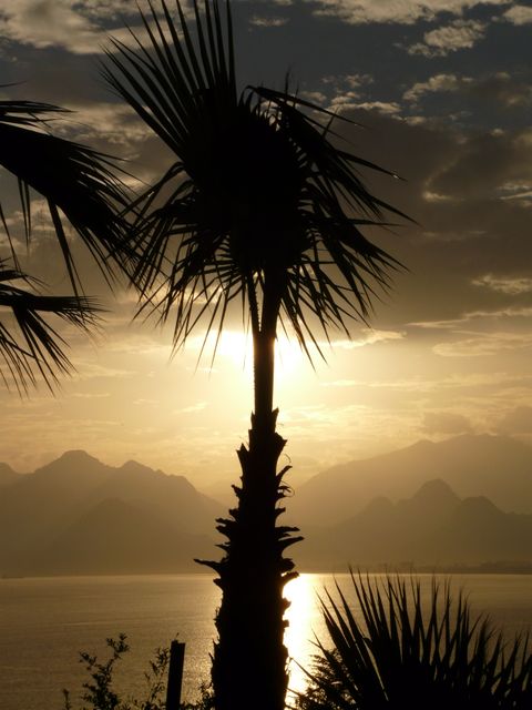 Silhouette Photo of Coconut Tree Beside the Body of Water - Download Free Stock Photos Pikwizard.com