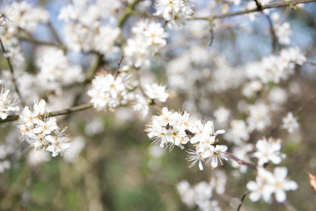 Close up view of white flowers on a tree branch. Spring season concept