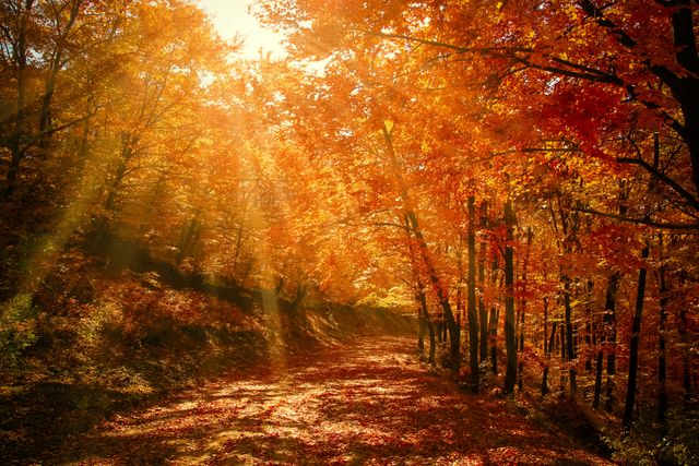 a forest with trees covered in fall leaves - Download Free Stock Photos Pikwizard.com