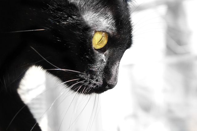 a black cat - Download Free Stock Photos Pikwizard.com