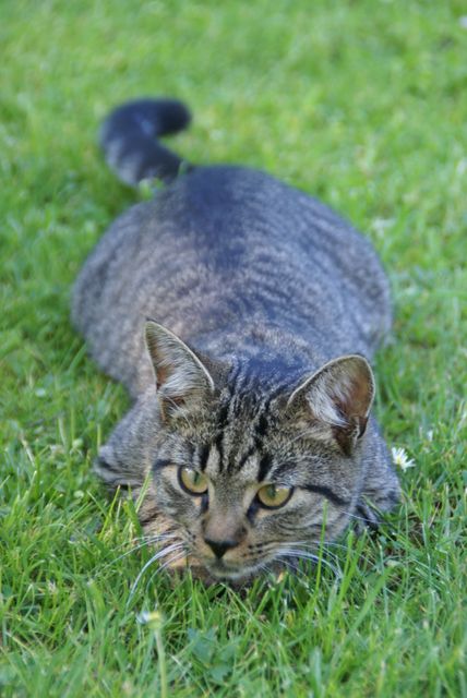 a cat laying in the grass - Download Free Stock Photos Pikwizard.com