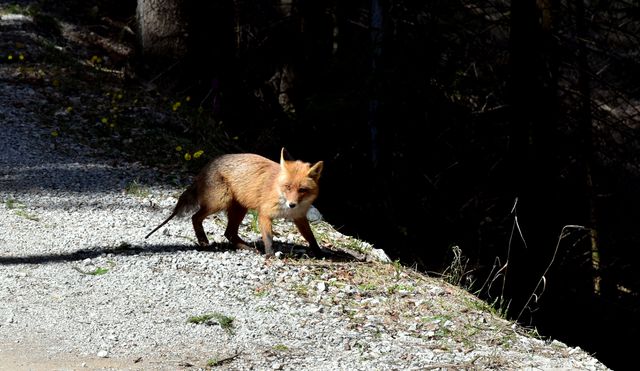 Fox Canine Kit fox - Download Free Stock Photos Pikwizard.com