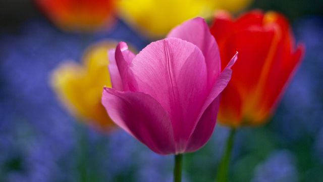 a pink and yellow tulip - Download Free Stock Photos Pikwizard.com