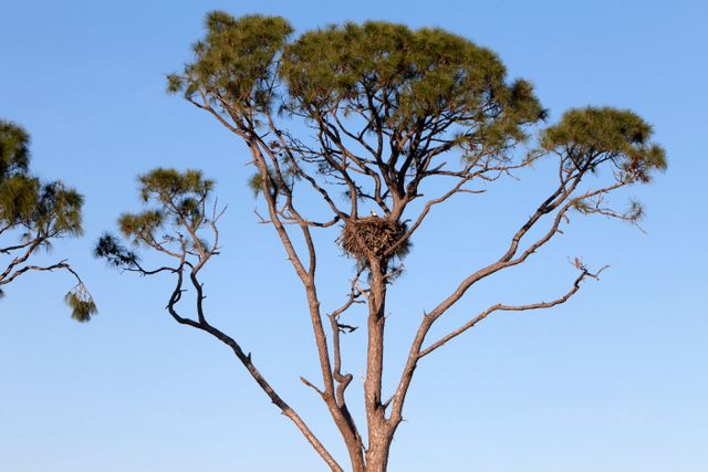 An adult American bald eagle perches in a nest in a tree along State Road 3 at NASA's Kennedy Space Center in Florida. Eagles have built nests in trees at the center for many years. The center shares a border with the 140,000-acre Merritt Island National Wildlife Refuge. More than 330 native and migratory bird species, 25 mammals, 117 fishes and 65 amphibians and reptiles call Kennedy and the wildlife refuge home. 