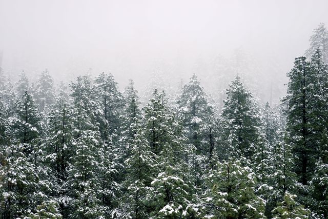 Pine Tree With Snow - Download Free Stock Photos Pikwizard.com