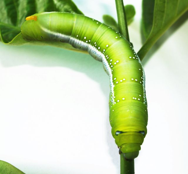 Green Caterpillar - Download Free Stock Photos Pikwizard.com