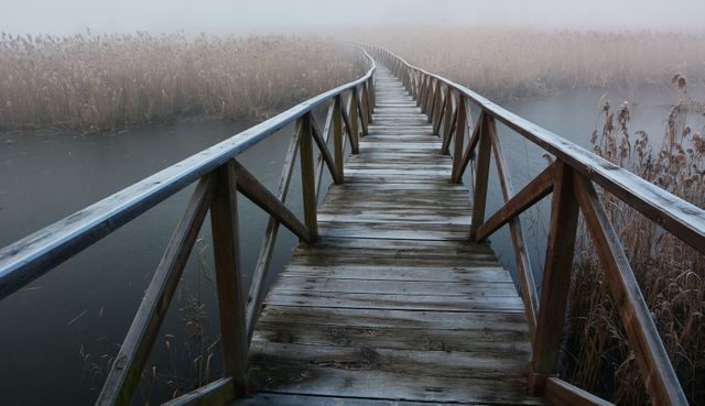 Bridge catwalk fog forest - Download Free Stock Photos Pikwizard.com