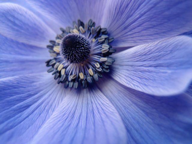 Purple Petaled Flower - Download Free Stock Photos Pikwizard.com
