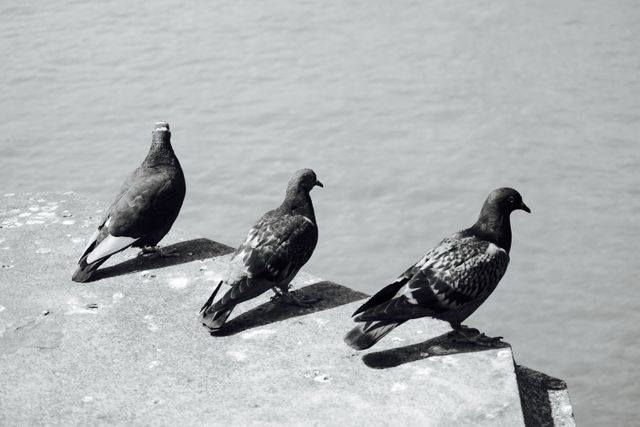 Birds city group pigeons - Download Free Stock Photos Pikwizard.com