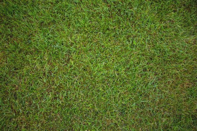 Green grass field background - Download Free Stock Photos Pikwizard.com