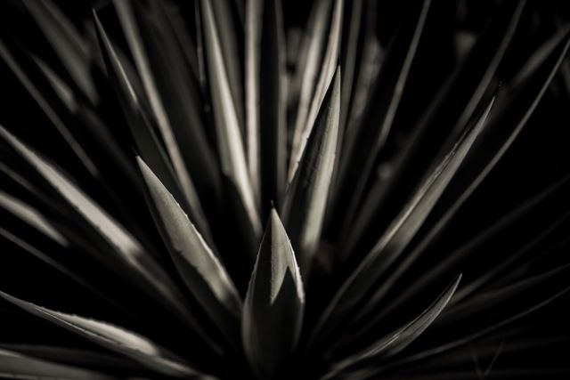 a plant in black and white - Download Free Stock Photos Pikwizard.com