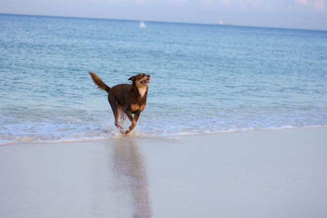 Dog Ibizan hound Canine - Download Free Stock Photos Pikwizard.com