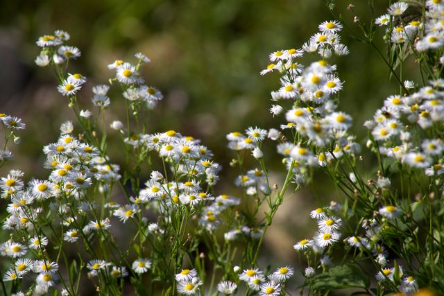 Chamomile Flower Blossom - Download Free Stock Photos Pikwizard.com