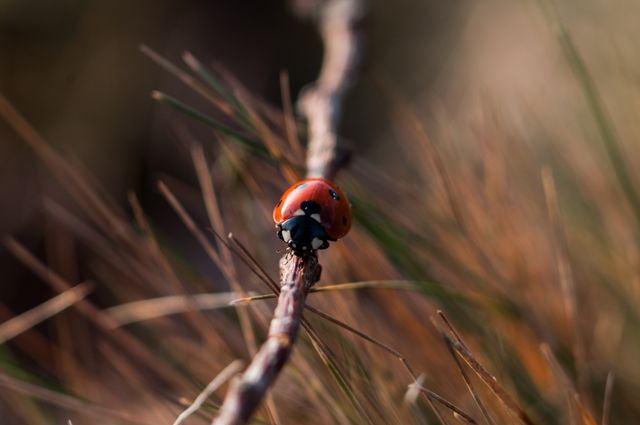 Red Seven Spotted Ladybird Perched on Brown Tree Branch in Close Up Photography During Daytime - Download Free Stock Photos Pikwizard.com