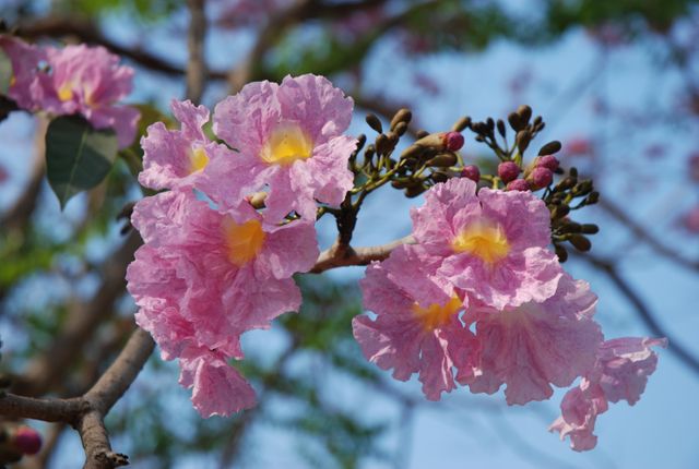 Sakura thailand flower - Download Free Stock Photos Pikwizard.com