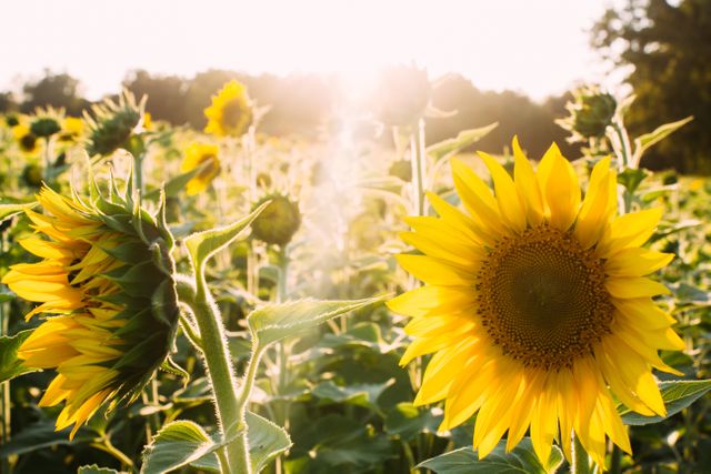 Sunflowers field sunshine - Download Free Stock Photos Pikwizard.com