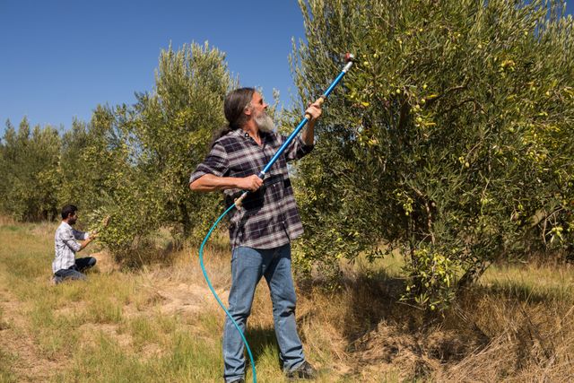 Men using olive picking tool while harvesting - Download Free Stock Photos Pikwizard.com