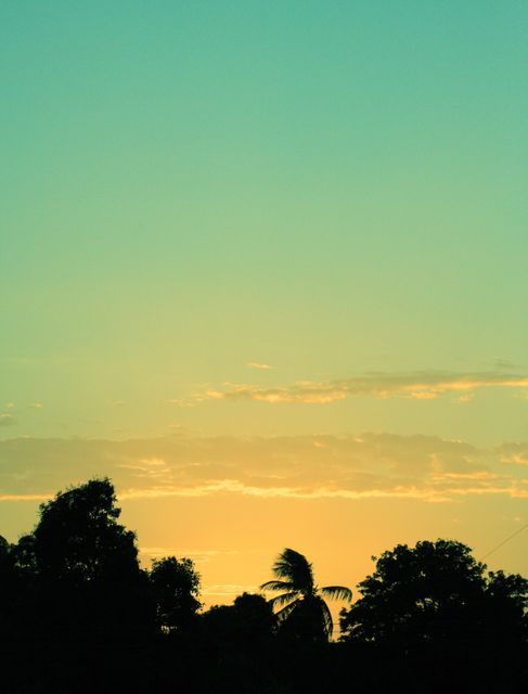 Silhouette of Tree during Sunset - Download Free Stock Photos Pikwizard.com